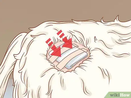 Imagen titulada Remove a Dog’s Skin Tags at Home Step 8