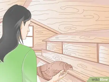 Imagen titulada Get Your Hen to Become Broody Step 6