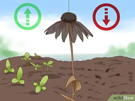 Imagen titulada Prune Coneflowers Step 2