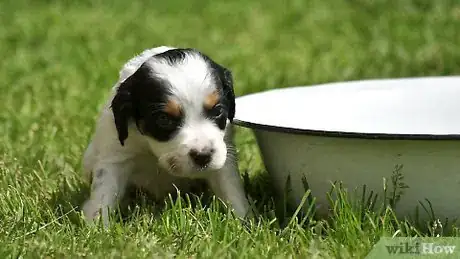 Imagen titulada Bathe Your Puppy Step 7