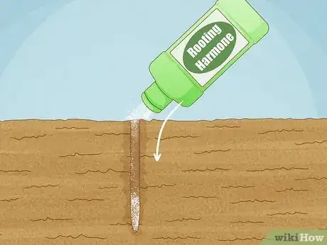 Imagen titulada Grow a Rose Bush from a Single Stem or Cutting Step 2