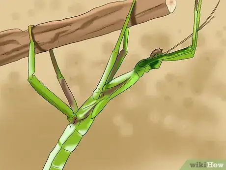 Imagen titulada Get and Maintain a Healthy Lawn Step 15