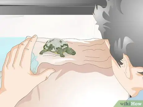 Imagen titulada Keep a Turtle Healthy Step 7