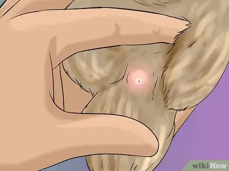 Imagen titulada Determine Sex of a Quail Step 3