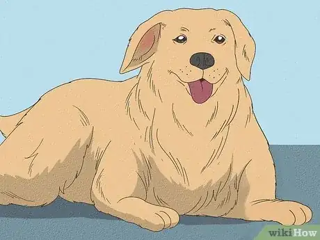Imagen titulada Treat Aural Hematomas in Dogs Step 6