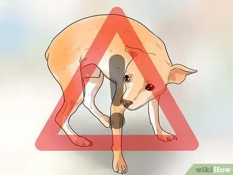 Imagen titulada Catch a Dog Step 2