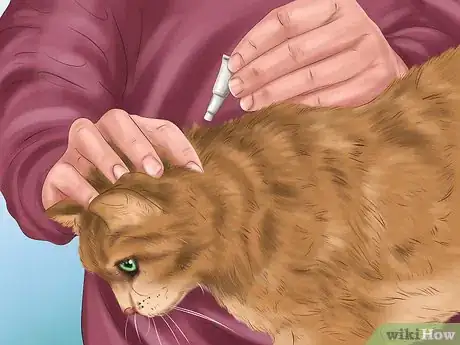 Imagen titulada Kill Fleas and Ticks on Cats Step 12