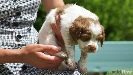 Imagen titulada Bathe Your Puppy Step 16