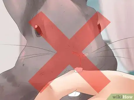 Imagen titulada Understand Your Rabbit Step 16