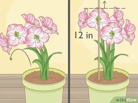 Imagen titulada Plant Amaryllis Step 10