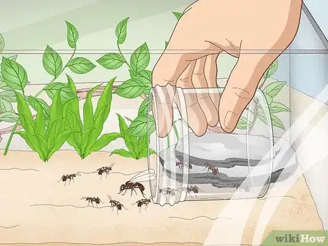 Imagen titulada Catch Ants Step 11