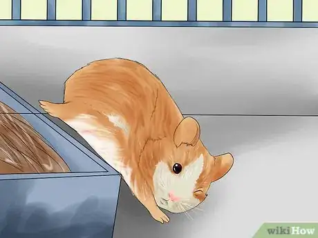 Imagen titulada Determine if Your Hamster Is Blind Step 2