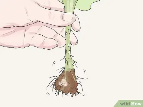 Imagen titulada Care for Geraniums in Winter Step 11
