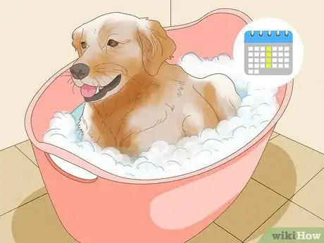 Imagen titulada Treat Skin Allergies in Golden Retrievers Step 5