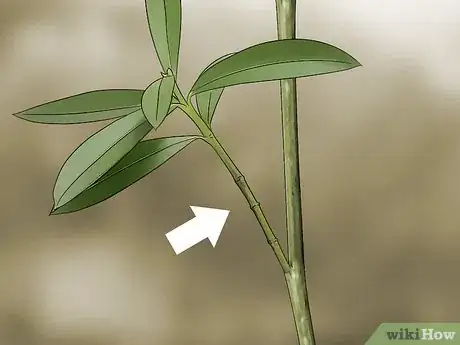 Imagen titulada Take Cuttings Step 4