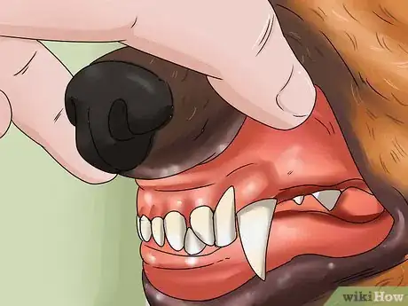 Imagen titulada Calculate Dog Years Step 2
