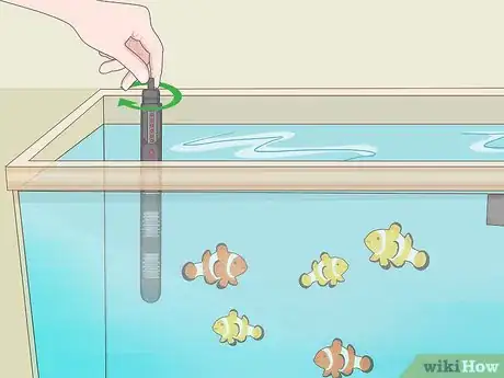 Imagen titulada Care for a Clown Fish Step 14