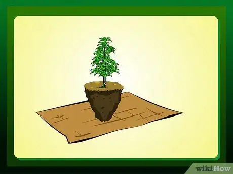 Imagen titulada Replant a Tree Step 8