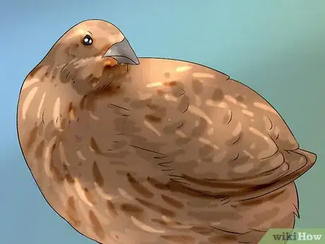 Imagen titulada Determine Sex of a Quail Step 1