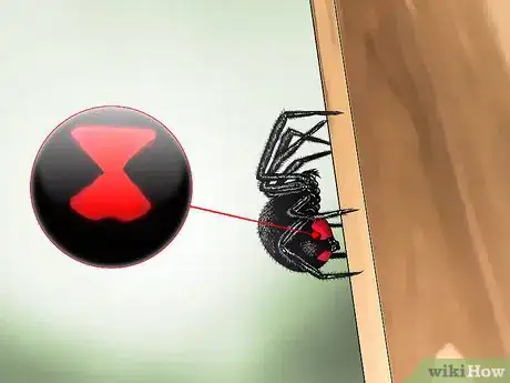 Imagen titulada Identify the Most Common North American Spider Species Step 1