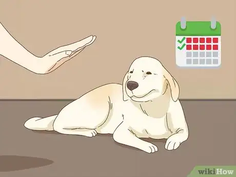 Imagen titulada Care for a Dog With a Broken or Fractured Pelvis Step 5