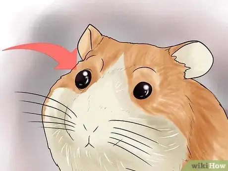 Imagen titulada Determine if Your Hamster Is Blind Step 5