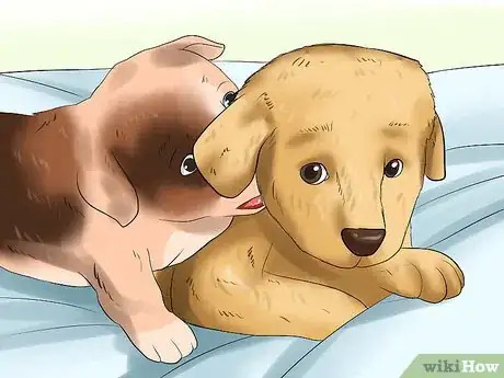 Imagen titulada Get Your Puppy to Stop Biting Step 1