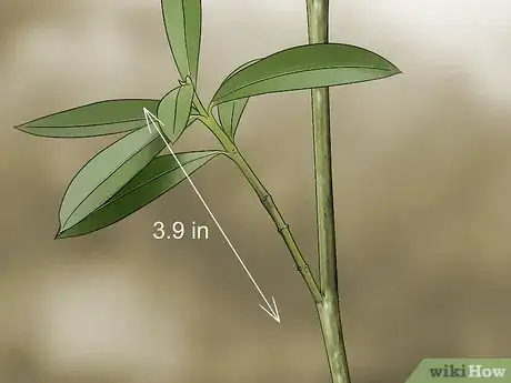 Imagen titulada Take Cuttings Step 5