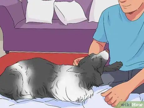 Imagen titulada Help a Dog in Heat Step 3