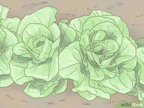 Imagen titulada Plant Lettuce Step 9