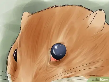Imagen titulada Determine if Your Hamster Is Blind Step 6