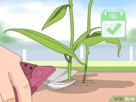 Imagen titulada Prune Coneflowers Step 6