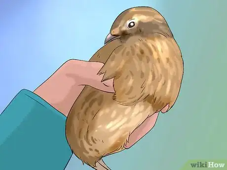 Imagen titulada Determine Sex of a Quail Step 2