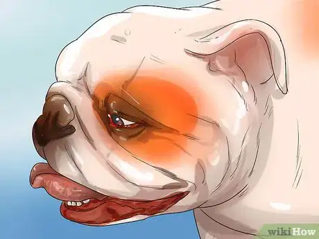 Imagen titulada Treat Respiratory Problems in Bulldogs Step 8