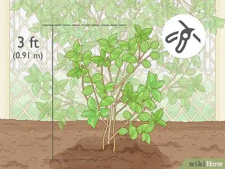 Imagen titulada Prune Jasmine Step 5