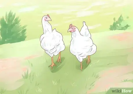 Imagen titulada Feed Chickens Step 16