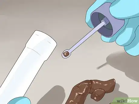 Imagen titulada Diagnose Tapeworms in Dogs Step 6