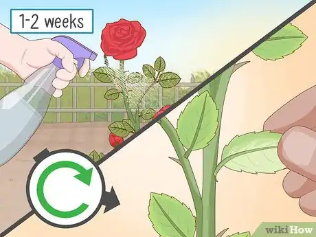 Imagen titulada Get Rid of Aphids on Roses Organically Step 4