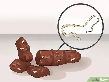Imagen titulada Diagnose Tapeworms in Dogs Step 5
