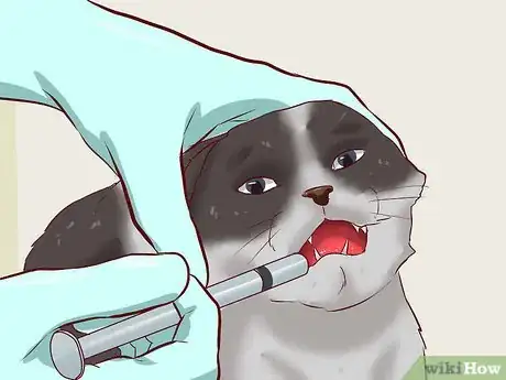 Imagen titulada Cure a Cat of Constipation Step 10