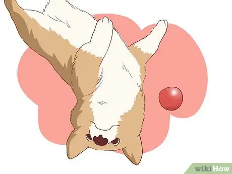 Imagen titulada Help Your Dog Deal with the Death of Another Dog Step 5