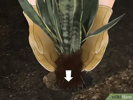 Imagen titulada Transplant a Plant Step 18