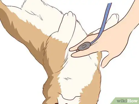Imagen titulada Help Your Dog Deal with the Death of Another Dog Step 9
