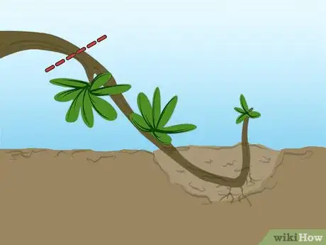 Imagen titulada Propagate Azaleas Step 7