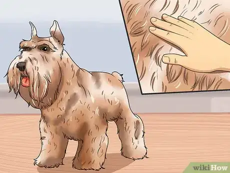 Imagen titulada Calculate Dog Years Step 6
