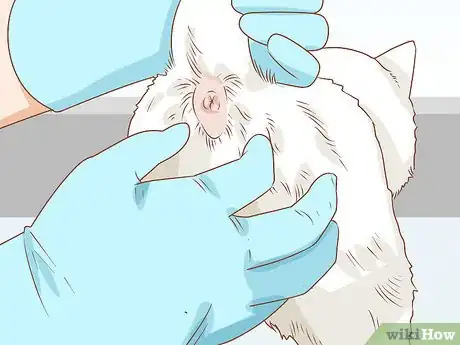Imagen titulada Diagnose and Treat Anal Gland Disease in Cats Step 11