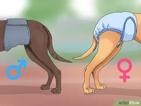 Imagen titulada Help a Dog in Heat Step 1