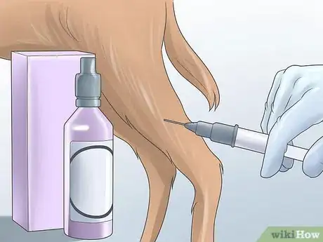 Imagen titulada Heal a Torn Dog ACL Without Surgery Step 5