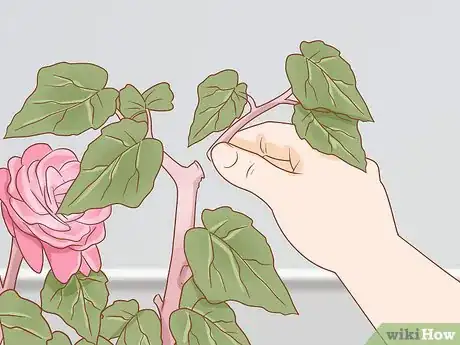 Imagen titulada Prune Begonias Step 8