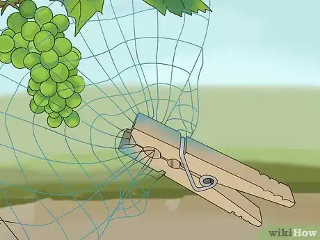 Imagen titulada Protect Grapes from Birds Step 10